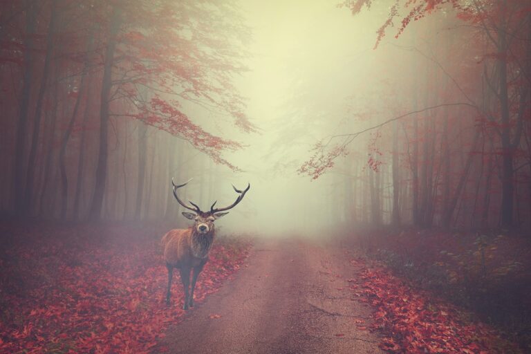 Sustainable Materials and Practices in Automotive Manufacturing: All panel login, Crickbet99, Lotus365