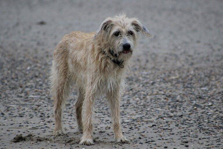 Best Practices for Social Media Influencer Campaigns: 11xplay reddy login registration, Gold365 login, Skyfairs new id