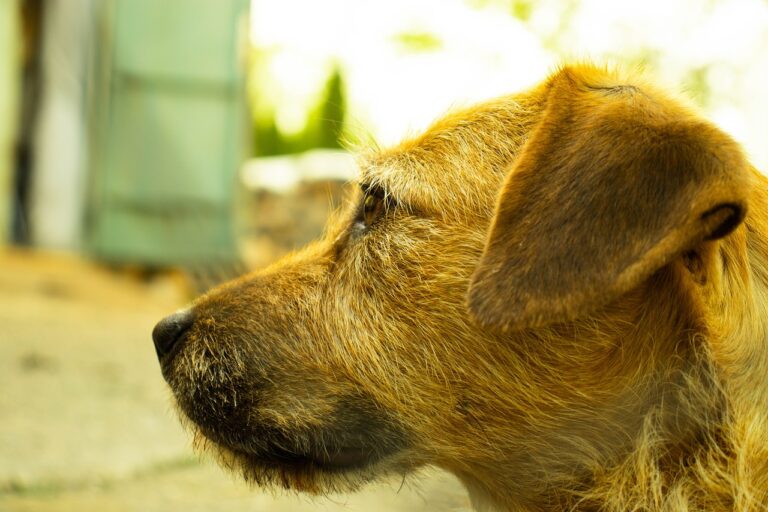 The Impact of Technology on Audio Book Production: Enhancing the Listening Experience: Goldbet7. com, Radhe exchange, 11x play