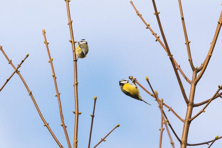 Impact of Feed Prices on Poultry Farming: Cricbet99, Sky99exch, Reddy club book