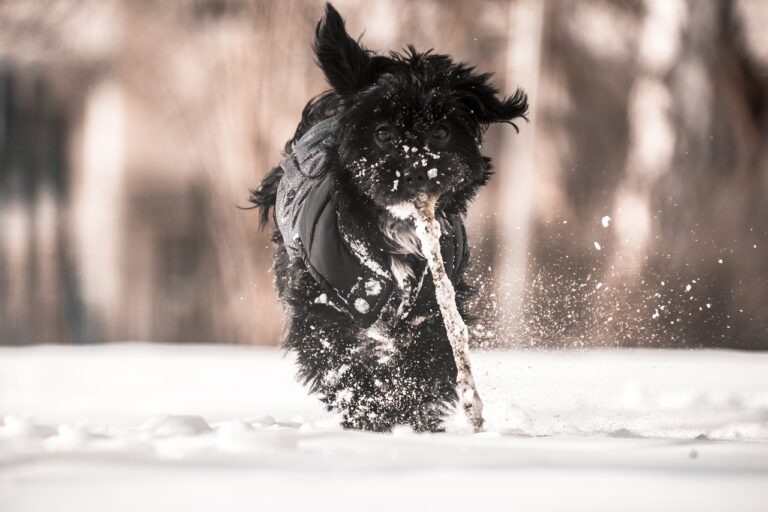 How to Address Accessibility Issues in Cricket Facilities: 11xplay, Tigerexch247 login, Booki bet